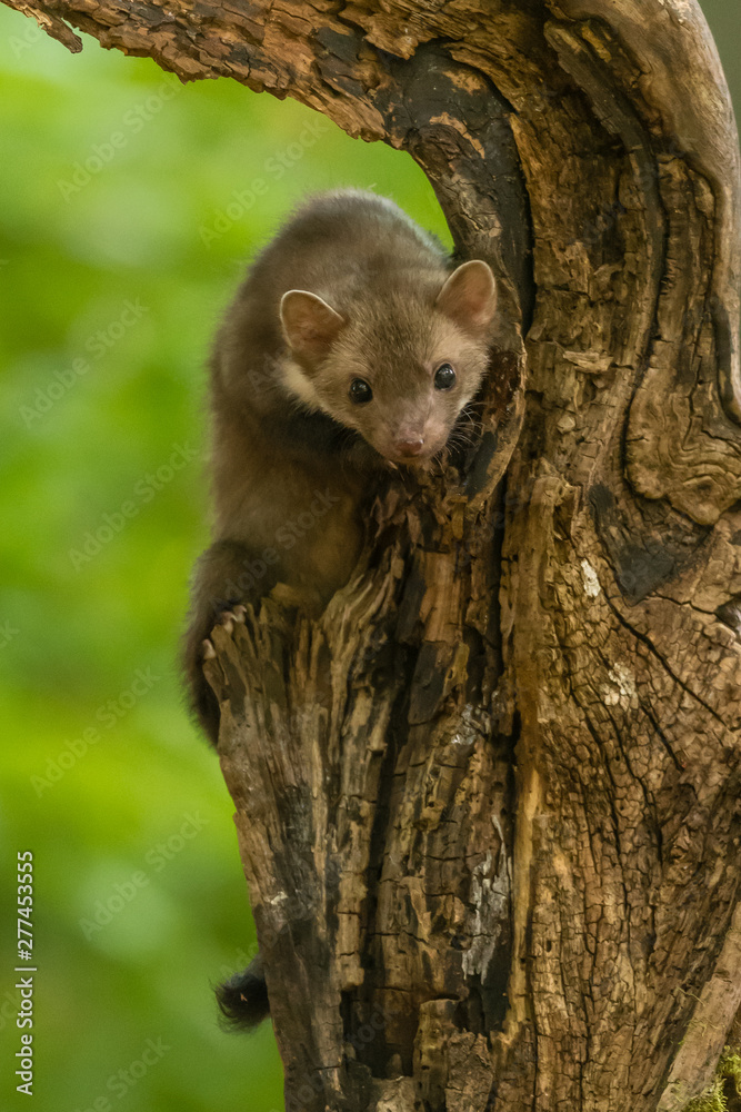 Obraz premium Stone marten, Martes foina, with clear green background. Beech marten, detail portrait of forest animal. Small predator sitting on the beautiful green moss stone in the forest. Wildlife scene, France