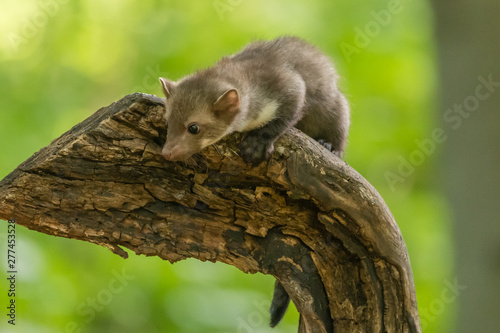 Stone marten, Martes foina, with clear green background. Beech marten, detail portrait of forest animal. Small predator sitting on the beautiful green moss stone in the forest. Wildlife scene, France © vaclav