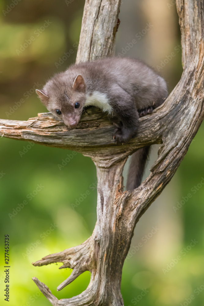 Stone marten, Martes foina, with clear green background. Beech marten, detail portrait of forest animal. Small predator sitting on the beautiful green moss stone in the forest. Wildlife scene, France