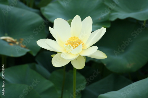 Yellow Flower that grows in lakes 2019