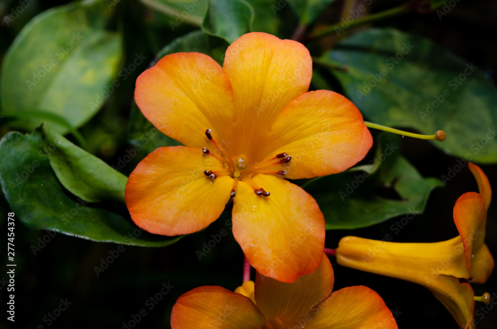 Fototapeta premium orange 5 point flower