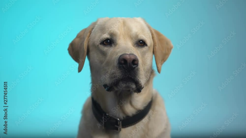 Cute thoroughbred dog posing against blue background, labrador retriever pet Cute thoroughbred dog posing against blue background, labrador retriever pet