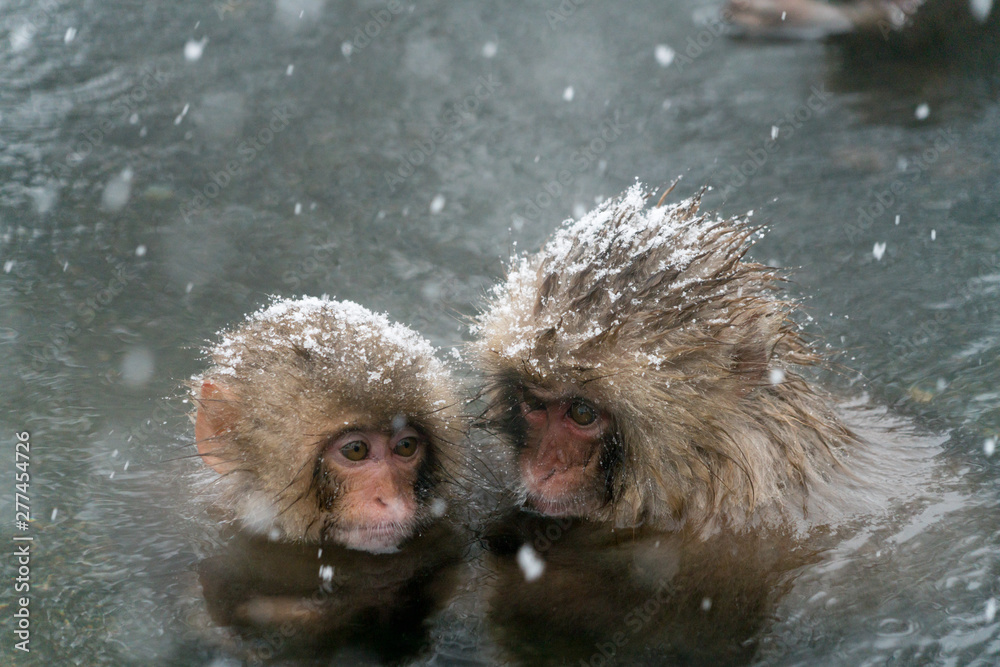 Naklejka premium 温泉に入るニホンザル スノーモンキー