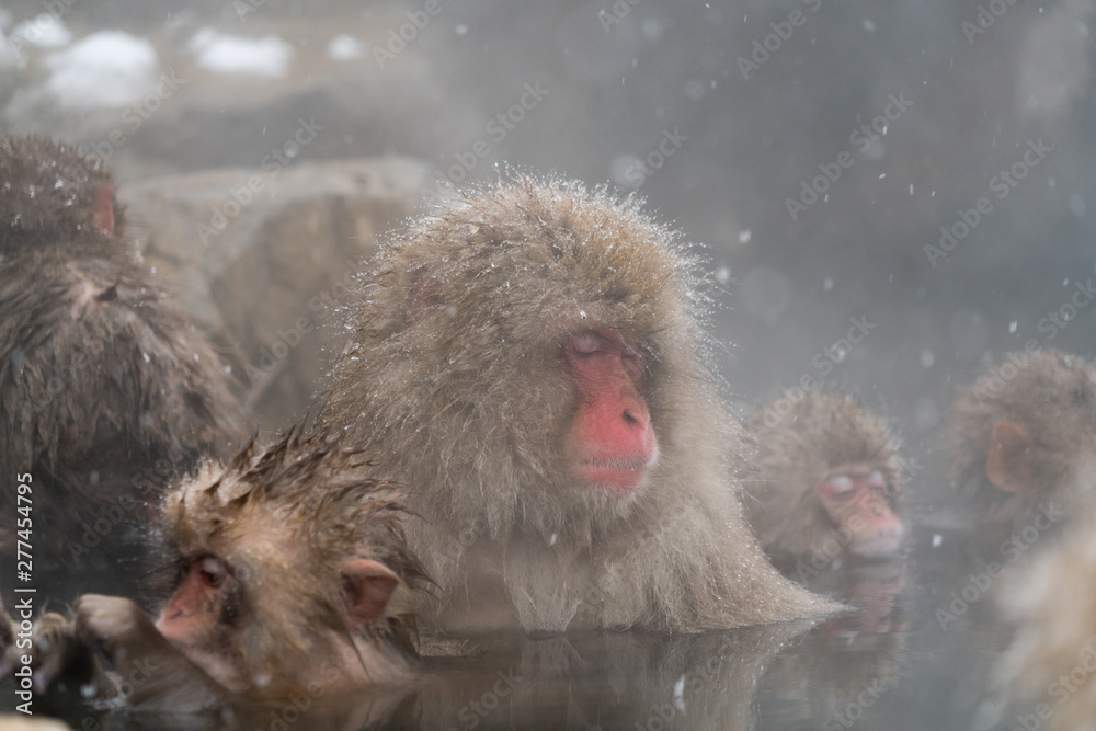 Naklejka premium 温泉に入るニホンザル スノーモンキー