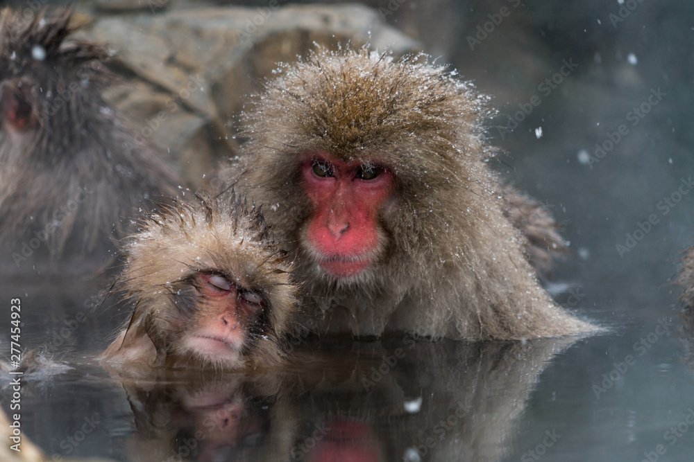 Fototapeta premium 温泉に入るニホンザル スノーモンキー