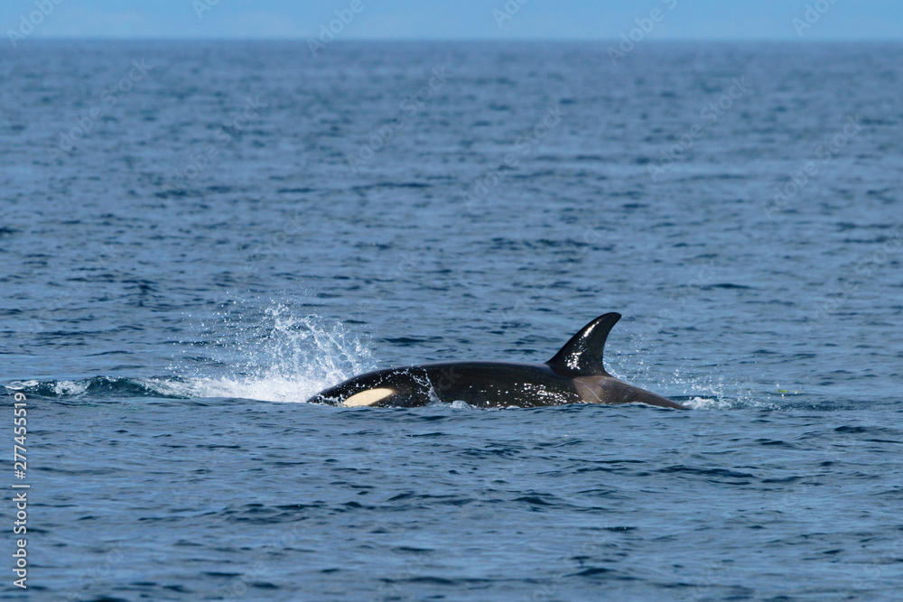 Obraz premium 北海道 羅臼の海を泳ぐシャチ