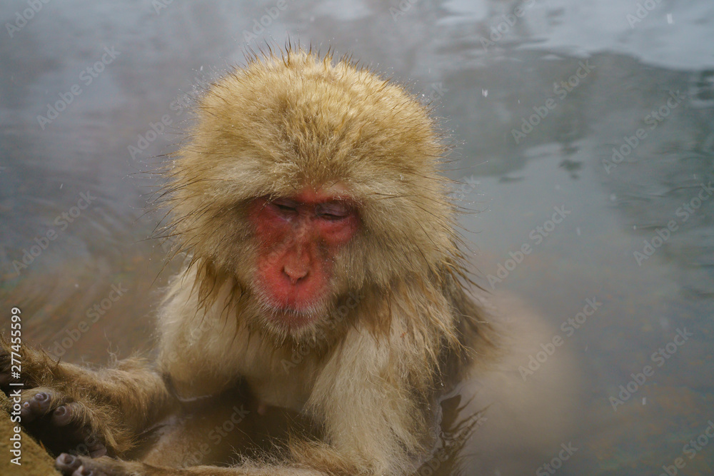 Naklejka premium 温泉に入るニホンザル スノーモンキー