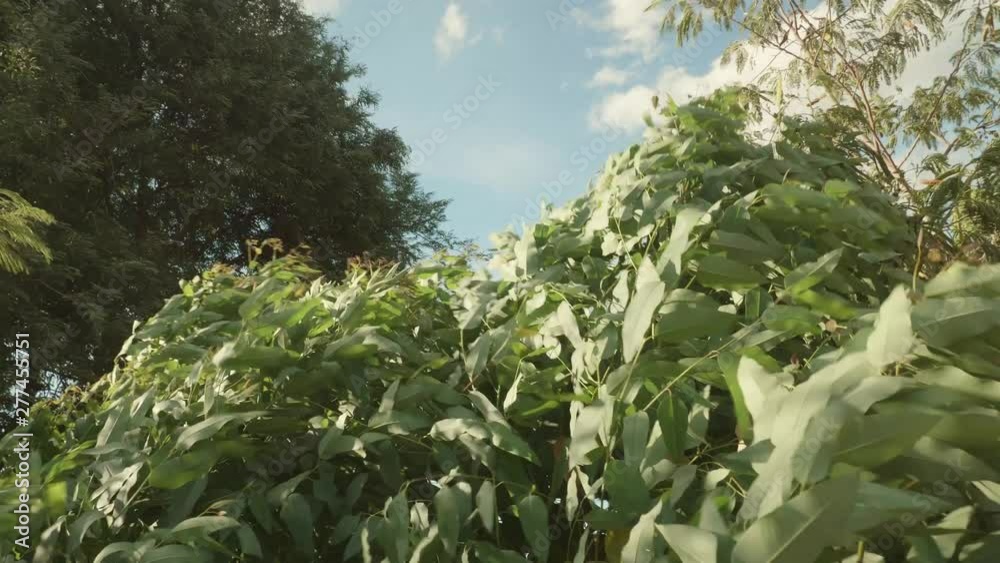 Eucalyptus plantation has grown for Industry in the natural wind. 4K 29.97 fps Eucalyptus plantation has grown for Industry in the natural wind. 4K 29.97 fps