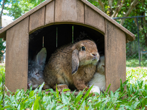 Vászonkép Cute little rabbits sitting in wooden hutch in the garden