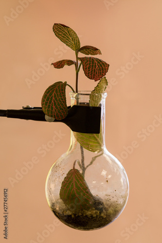 A plant growing in the flask. photo