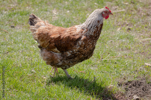 Spring morning in the chicken yard.