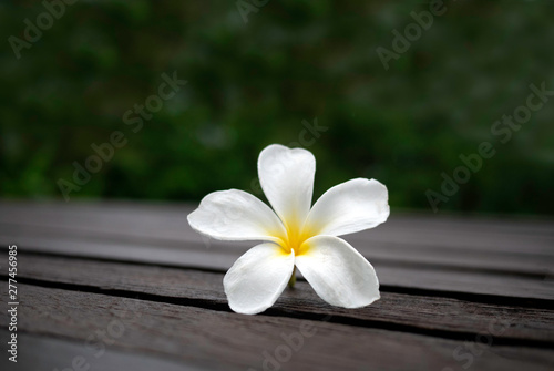 White plumeria flowers on wooden floor blurred background with Space for texts. The Thai name Leelawadee. © scentrio