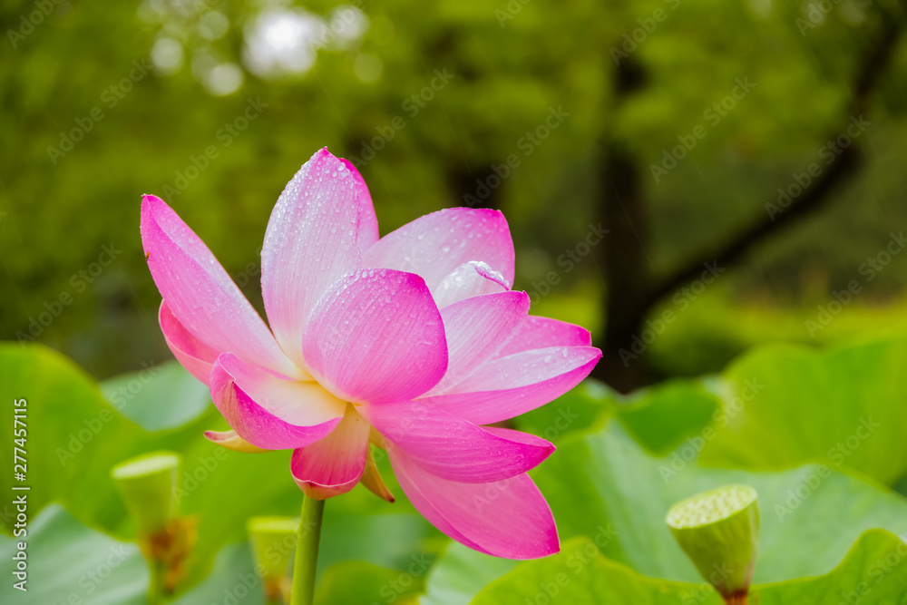 Lotus plants in summer