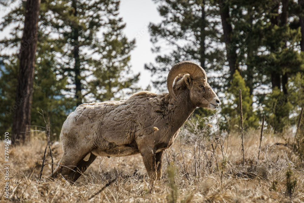 Obraz premium Bighorn male sheep or ram Ovis canadensis big Mammal in the foresr east of british columbia canada.