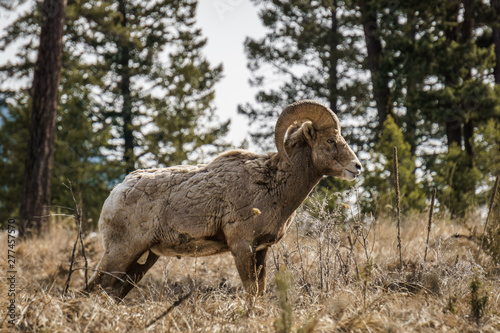 Bighorn male sheep or ram Ovis canadensis big Mammal in the foresr east of british columbia canada. © olegmayorov