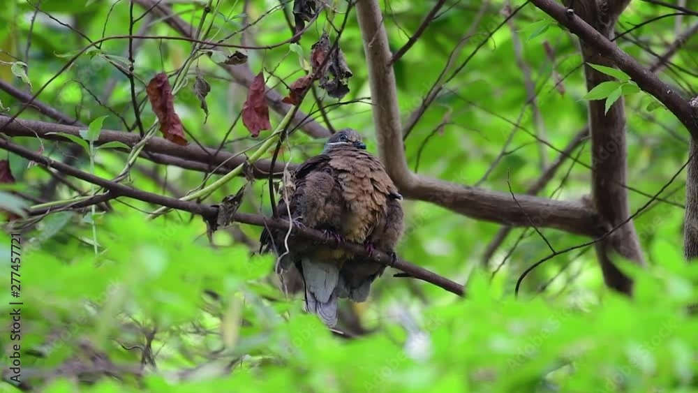 This Short-billed Brown-dove with its fledglings is an endemic bird found in the Philippines and particularly in Mindanao where it is considered to be common. This Short-billed Brown-dove with its fledglings is an endemic bird found in the Philippines and particularly in Mindanao where it is considered to be common.