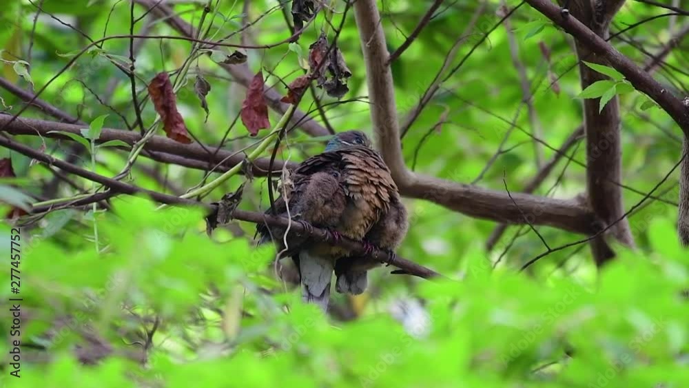 This Short-billed Brown-dove with its fledglings is an endemic bird found in the Philippines and particularly in Mindanao where it is considered to be common. This Short-billed Brown-dove with its fledglings is an endemic bird found in the Philippines and particularly in Mindanao where it is considered to be common.