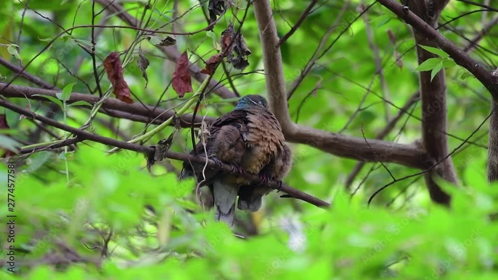 This Short-billed Brown-dove with its fledglings is an endemic bird found in the Philippines and particularly in Mindanao where it is considered to be common. This Short-billed Brown-dove with its fledglings is an endemic bird found in the Philippines and particularly in Mindanao where it is considered to be common.
