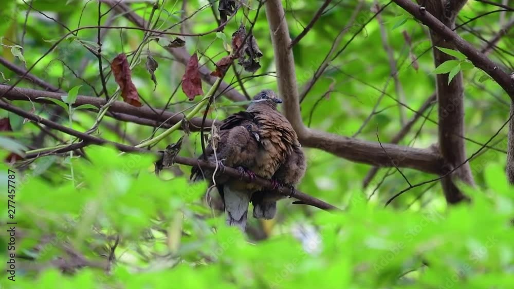 This Short-billed Brown-dove with its fledglings is an endemic bird found in the Philippines and particularly in Mindanao where it is considered to be common. This Short-billed Brown-dove with its fledglings is an endemic bird found in the Philippines and particularly in Mindanao where it is considered to be common.