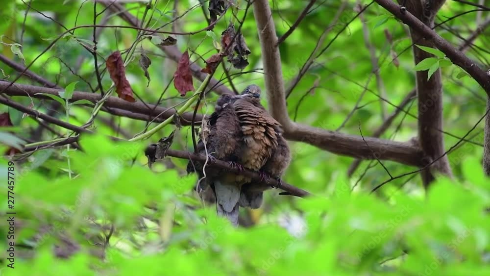 This Short-billed Brown-dove with its fledglings is an endemic bird found in the Philippines and particularly in Mindanao where it is considered to be common. This Short-billed Brown-dove with its fledglings is an endemic bird found in the Philippines and particularly in Mindanao where it is considered to be common.