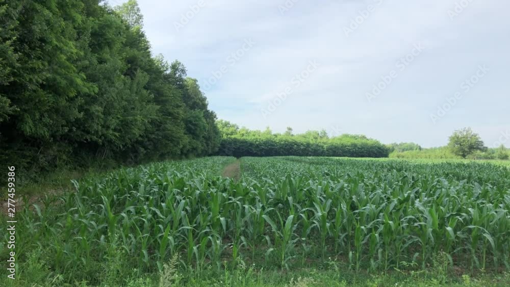 View of corn field during day View of corn field during day