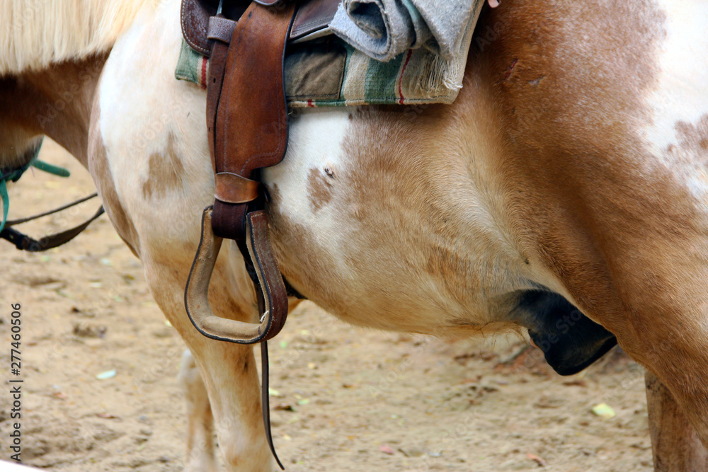 Obraz premium Shetland Pony