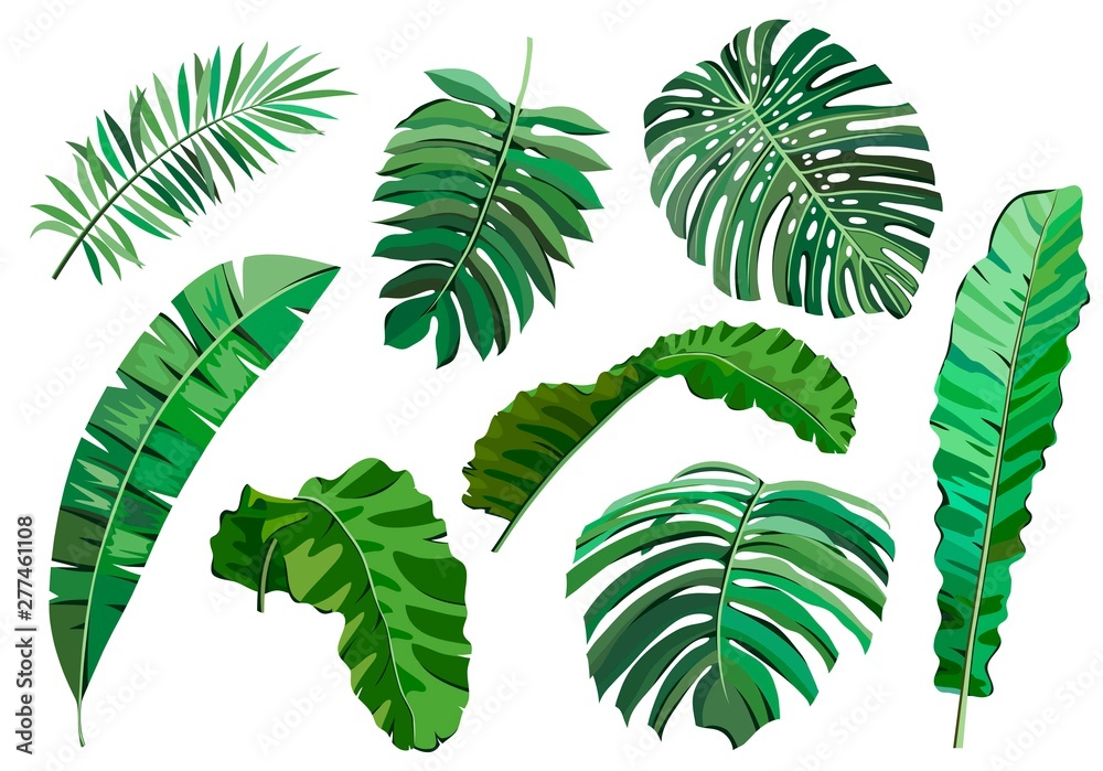 leaves of tropical plants. set of color vector illustrations on white