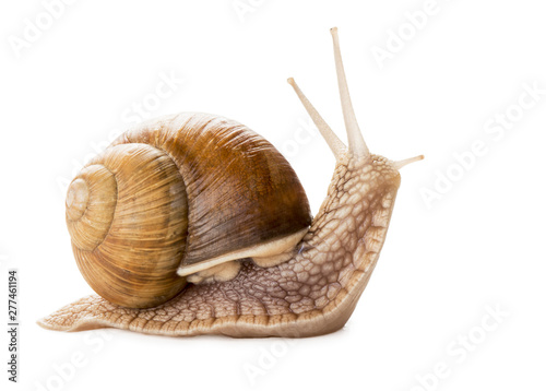 Snail isolated on white Background