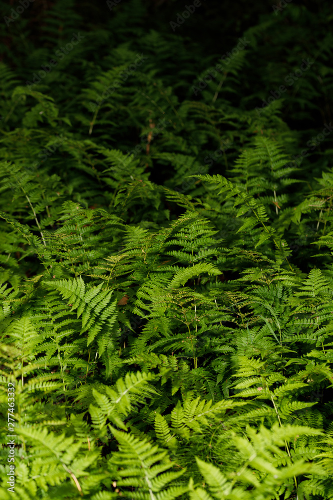 Ferns in the forest from the reserve. Green leaves of ferns. Ferns in the forest from the reserve. Green leaves of ferns.