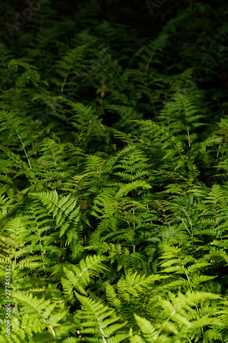 Ferns in the forest from the reserve. Green leaves of ferns.