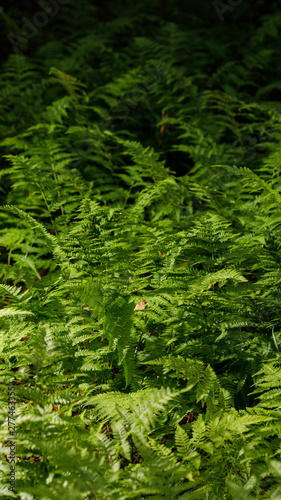 Ferns in the forest from the reserve. Green leaves of ferns.Storis.