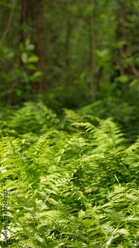 Ferns in the forest from the reserve. Green leaves of ferns.Storis.