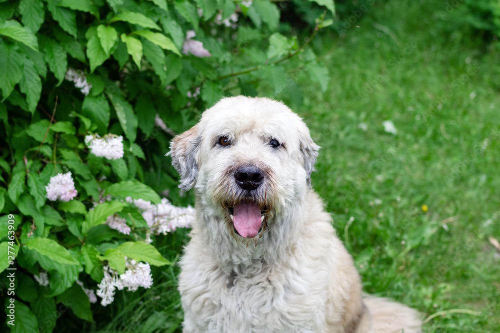 Portrait of South Russian Shepherd Dog for a walk in a summer park on a background of lilac bushes. Portrait of South Russian Shepherd Dog for a walk in a summer park on a background of lilac bushes.