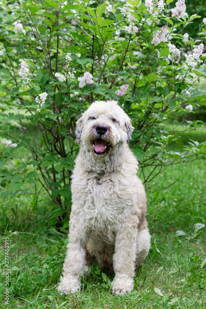 South Russian Shepherd Dog for a walk in a summer park on a background of lilac bushes.