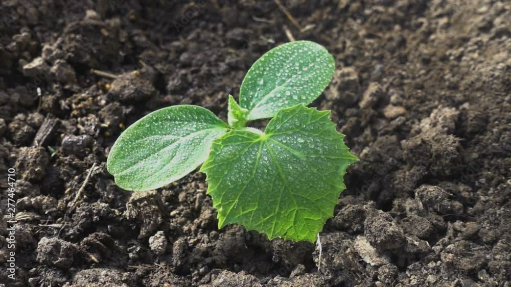 Watering a young cucumber plant. Drop water drops close up. Slow motion. Watering a young cucumber plant. Drop water drops close up. Slow motion.