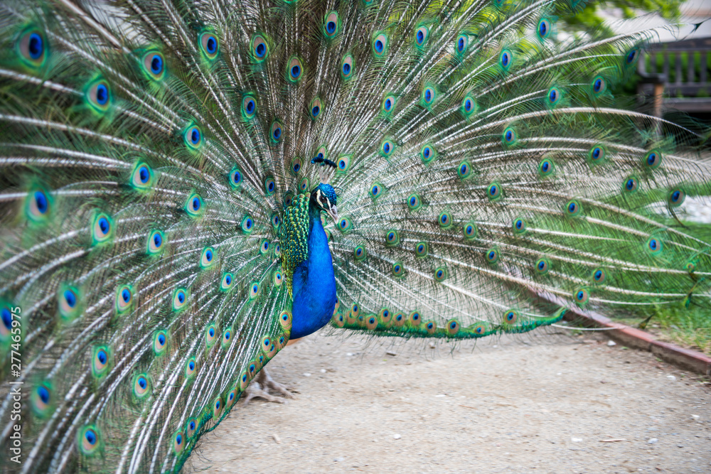 Obraz premium A beautiful peacock in the Waldstein Garden in Prague in the Czech Republic