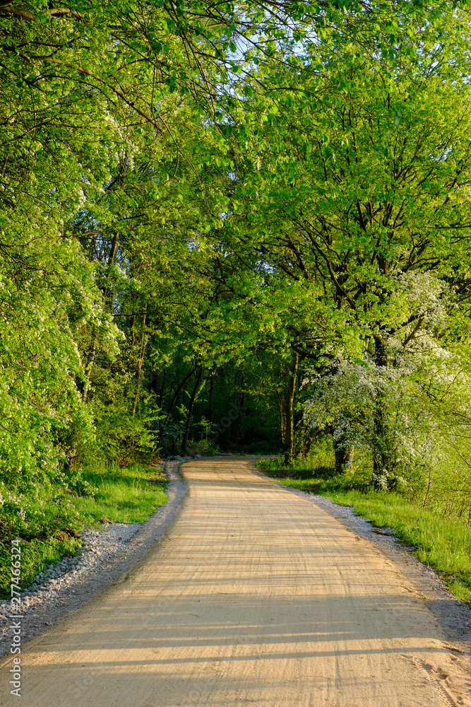 Straight rural pathway with green plants and tree on both the side against blue sky Straight rural pathway with green plants and tree on both the side against blue sky
