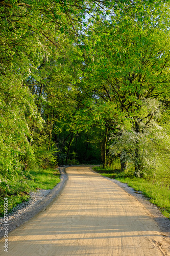 Straight rural pathway with green plants and tree on both the side against blue sky