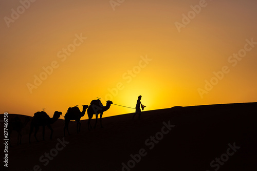 Silhouette of a camel caravan at sunrise in desert Sahara  Morocco