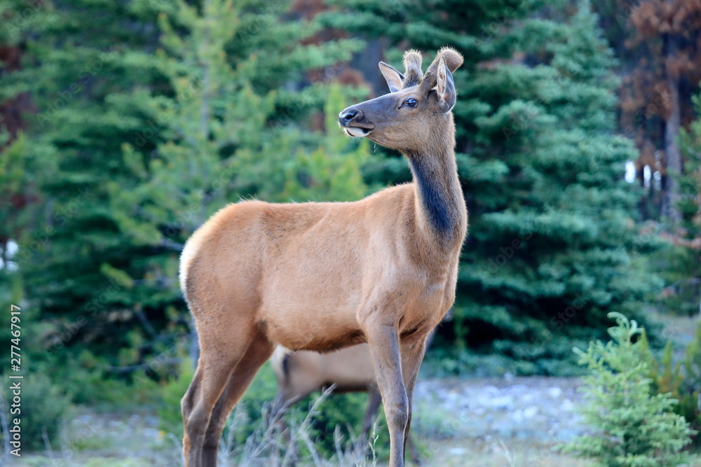 Wild Elk in Jasper National Park Wild Elk in Jasper National Park