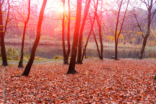 Autumn landscape of the forest on the shore of the lake
