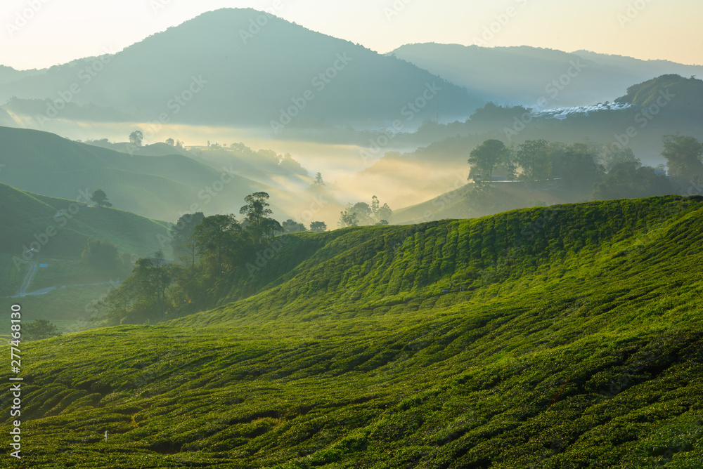 Beautiful view of tea plantation during sunrise in Cameron Highlands, Malaysia