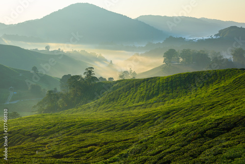 Beautiful view of tea plantation during sunrise in Cameron Highlands  Malaysia