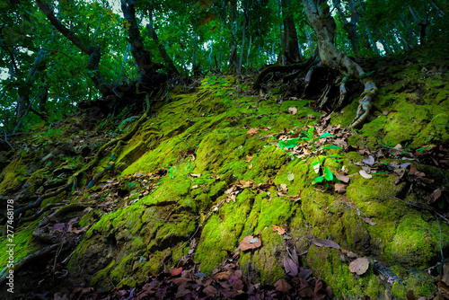Beautiful green moss in the forest with sunray, Mossy on ground and Tree roots old. Wildlife, Insect, Poisonous animal, Nature Thailand Concept.