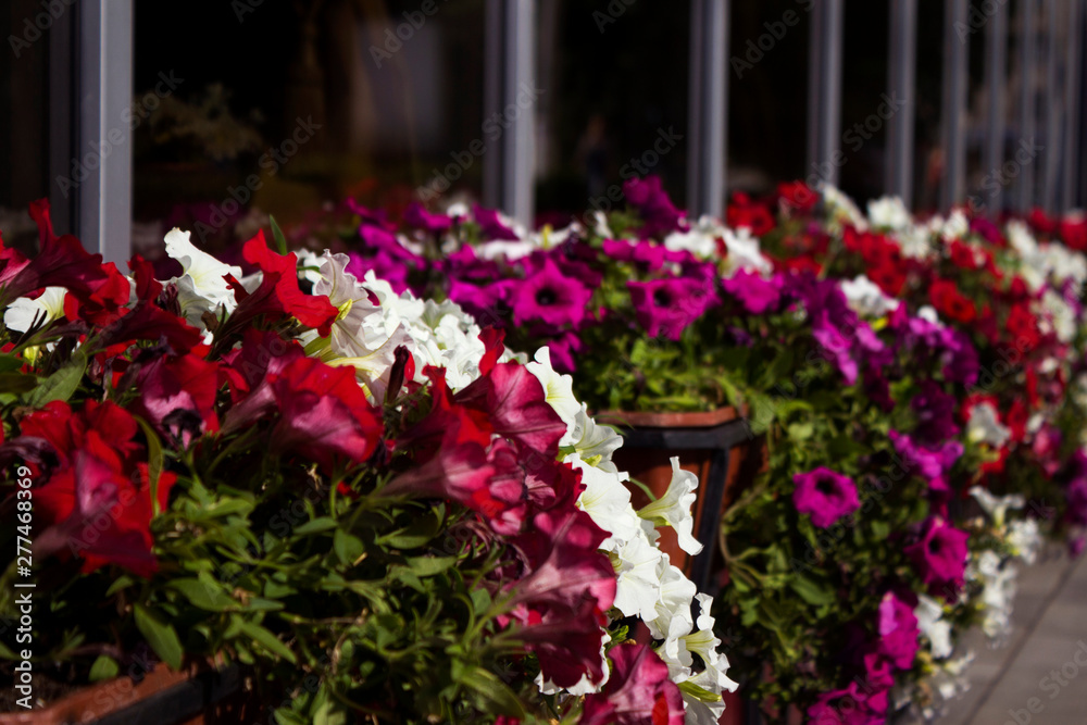 Red, white and pink petunias bloom in pots on the street near the cafe. Summer, bright flowers, street decoration.