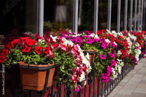 Red, white and pink petunias bloom in pots on the street near the cafe. Summer, bright flowers, street decoration. © lyudmilka_n