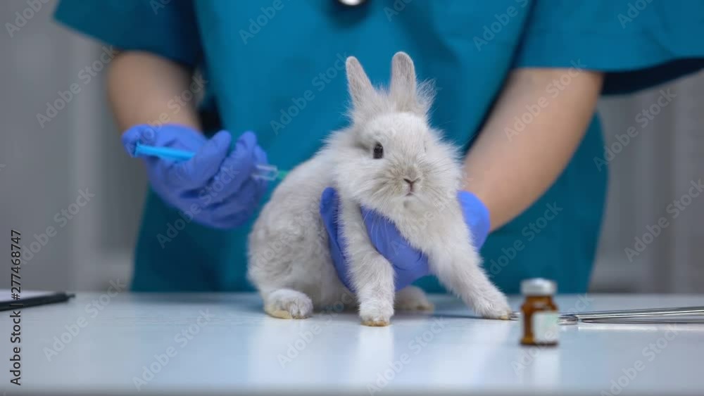 Nurse giving injection to helpless rabbit, vaccine research, animal test closeup Nurse giving injection to helpless rabbit, vaccine research, animal test closeup