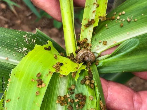 fall armyworm Spodoptera frugiperda on corn leaf. Corn leaves damage by worms photo