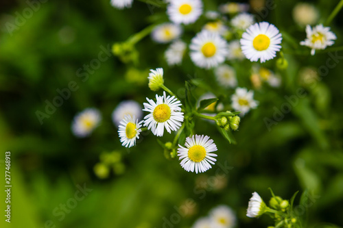 white small daisy blooming in the meadow