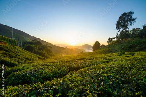 Beautiful view of tea plantation during sunrise in Cameron Highlands, Malaysia